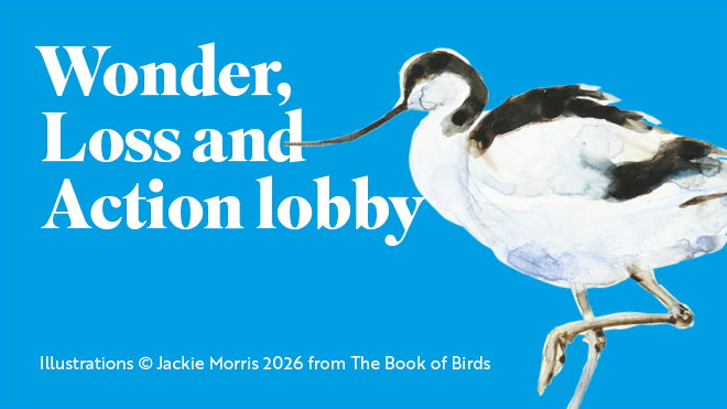 An illustration of an Avocet against vibrant blue background