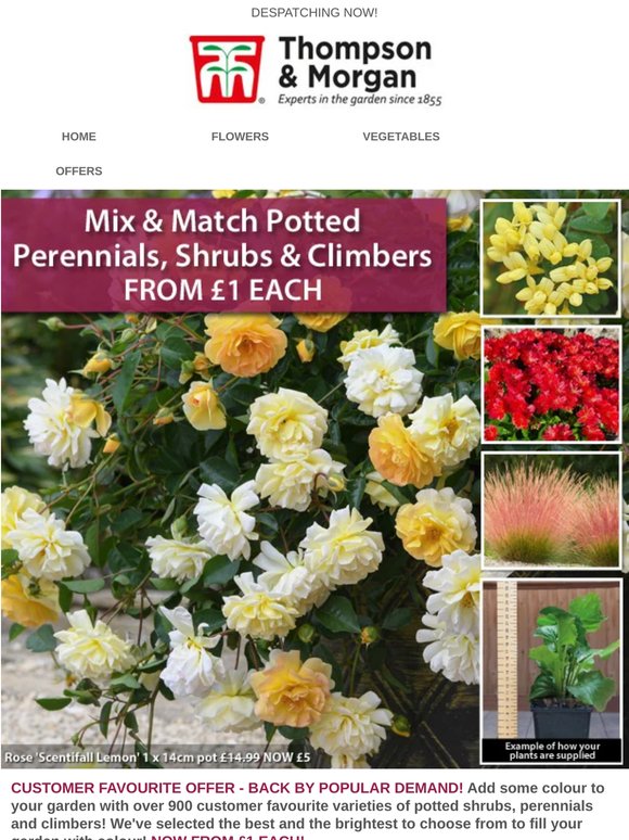 FROM £1! Mix & Match Potted Perennials, Shrubs & Climbers!
