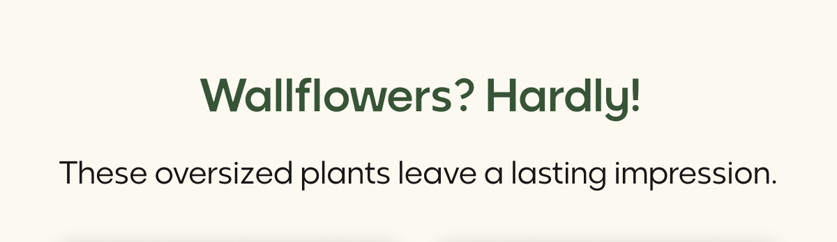 Wallflowers? Hardly!
