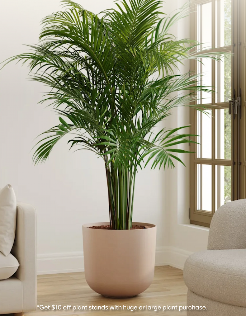 *Get $10 off plant stands with huge or large plant purchase.
