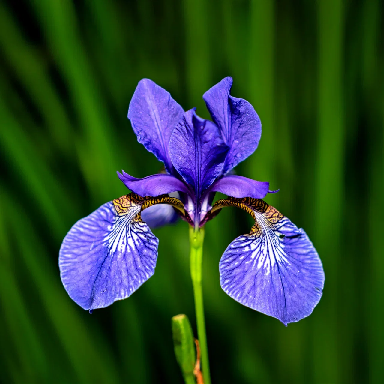 Image of Blue Flag Iris Plant