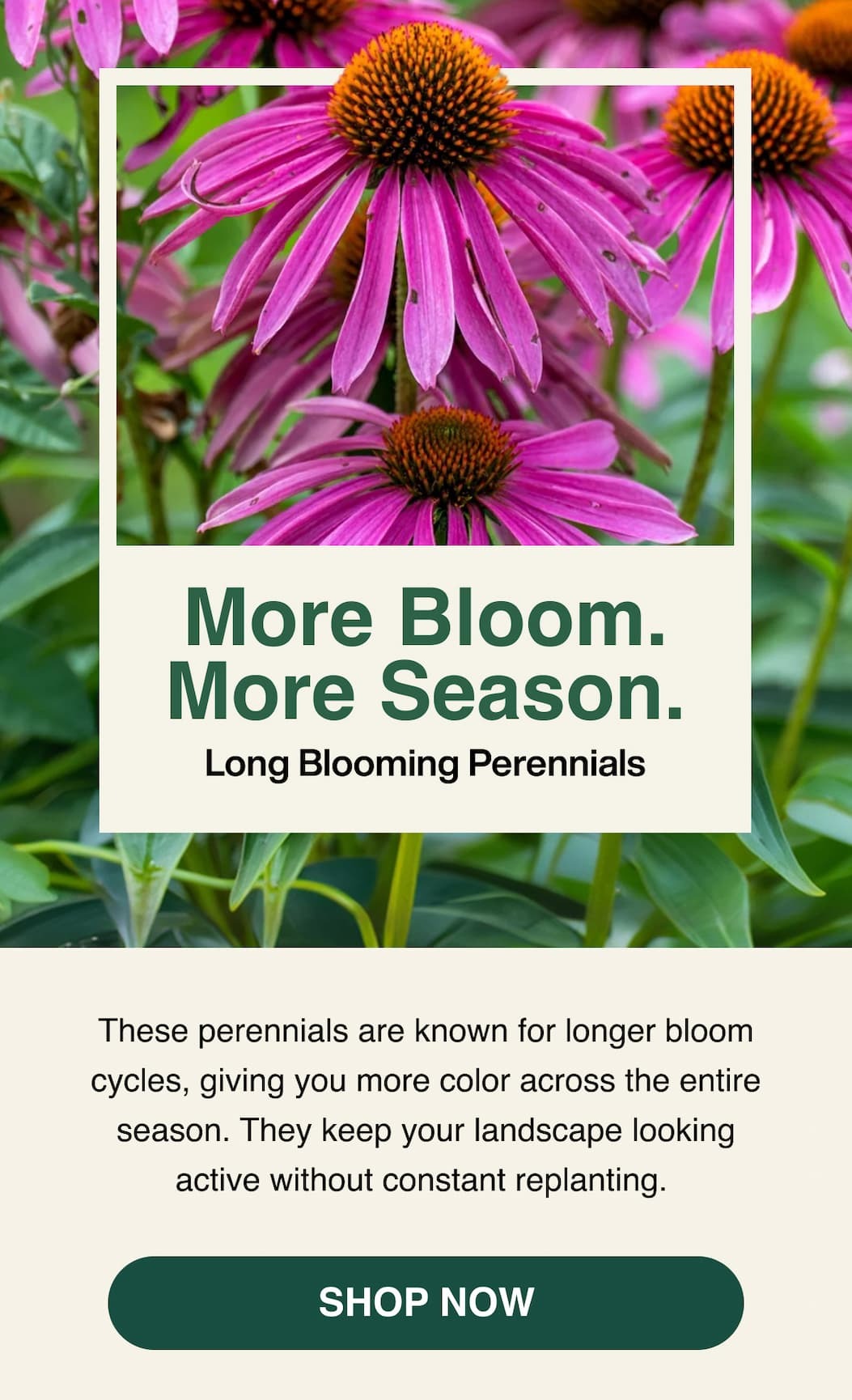 Long Blooming Perennials