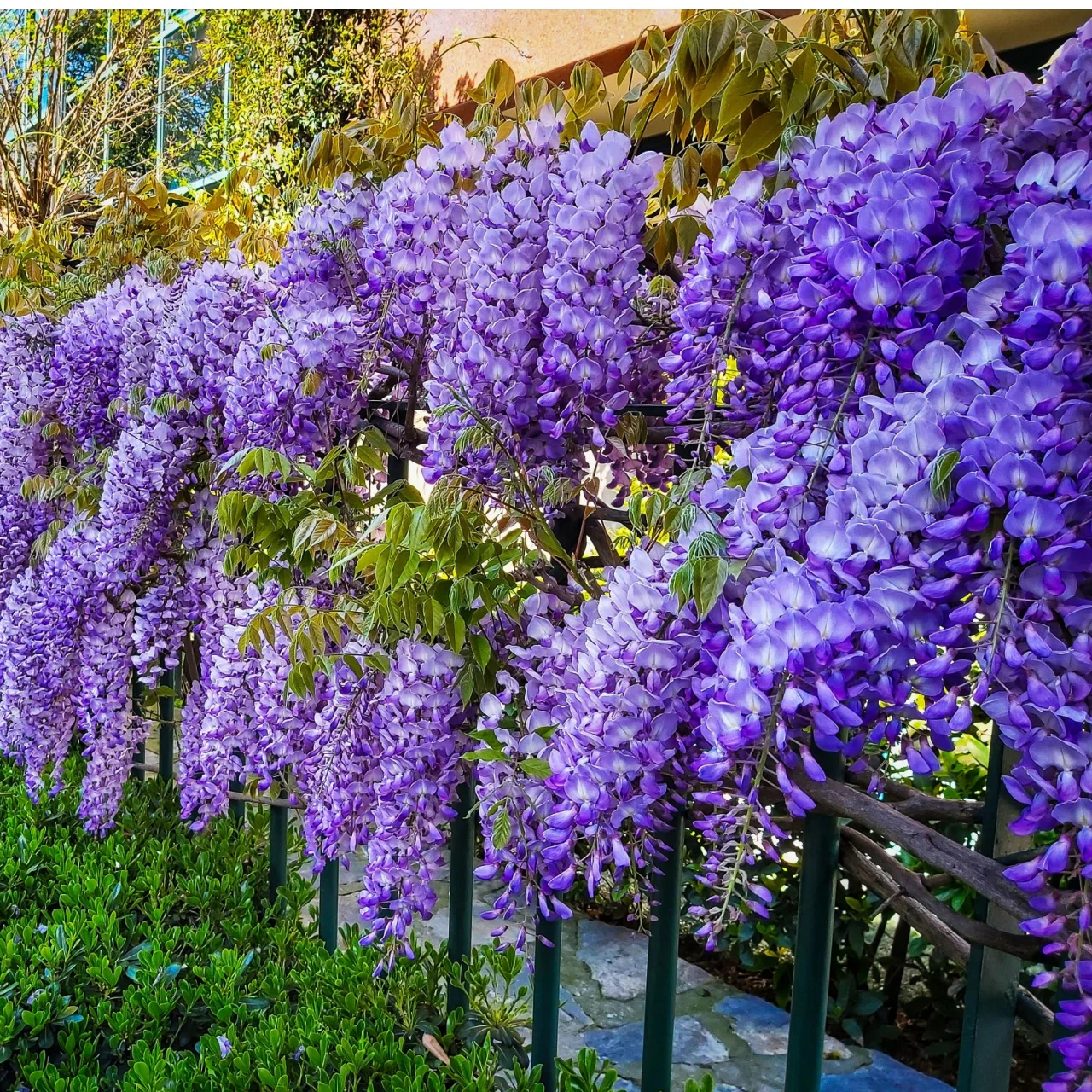 Image of Wisteria