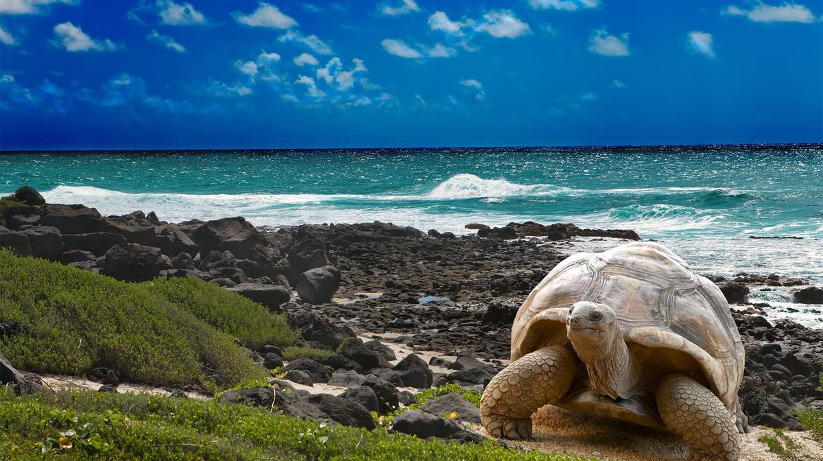 Limited Time Offer: 18-Day South America Odyssey + Galápagos National Geographic Expedition  