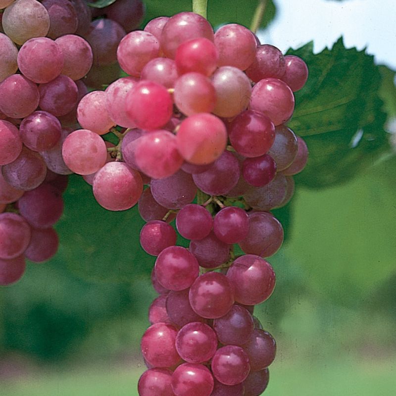 Image of Grape Vines