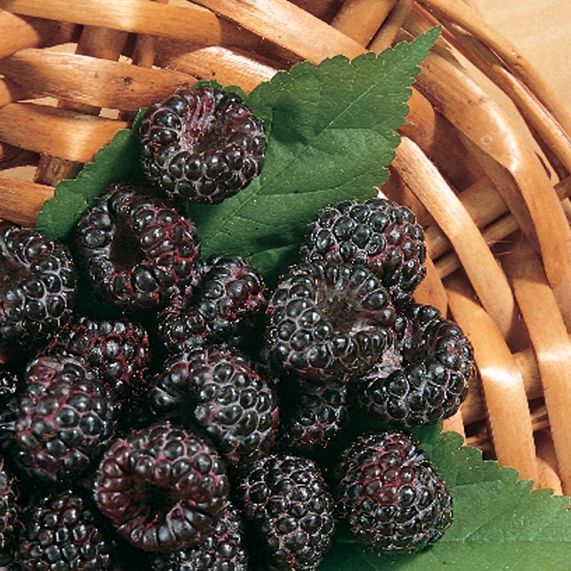 Image of Jewel Black Raspberry
