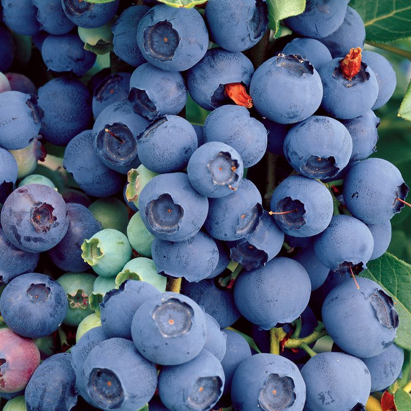 Image of Blueberry Plants