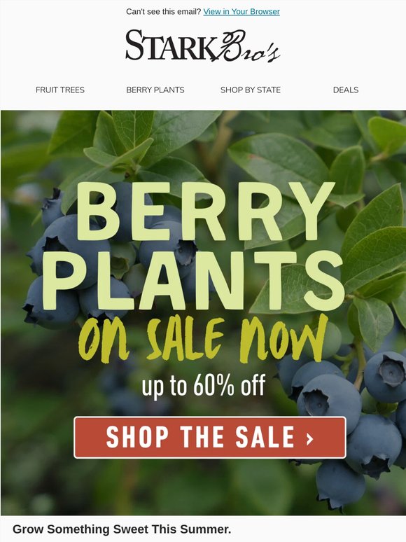🫐 Berry Plants on Sale - Grow Something Sweet This Summer