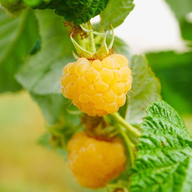 Image of Raspberry Plants