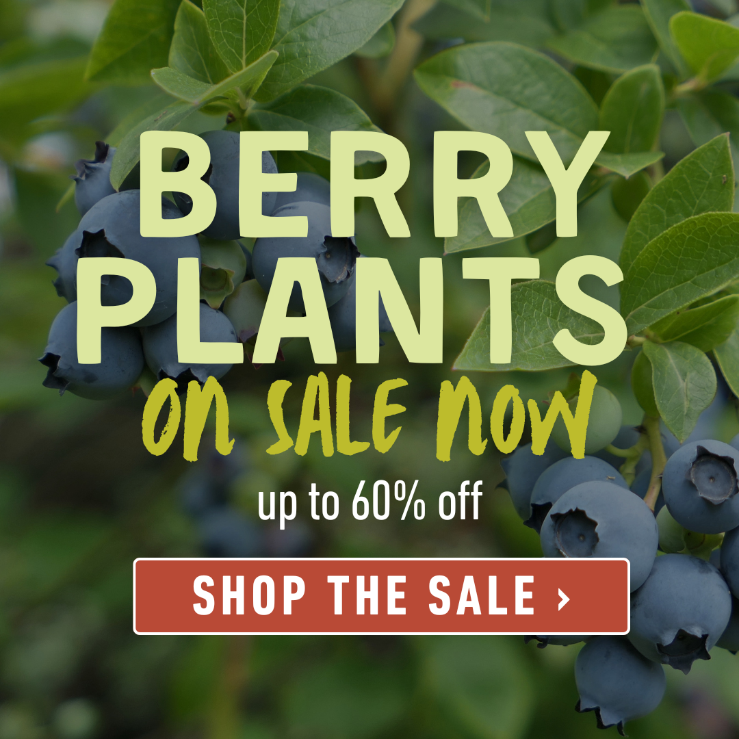 Berry Plants On Sale
