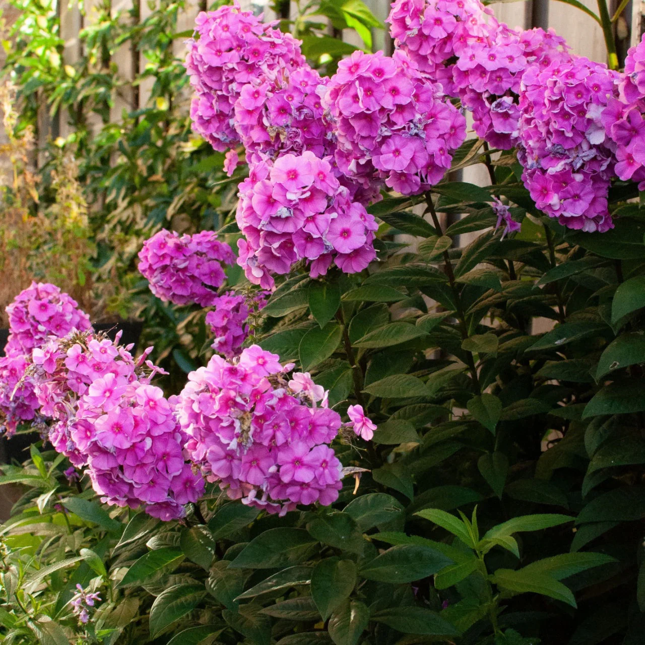 Image of Garden Phlox