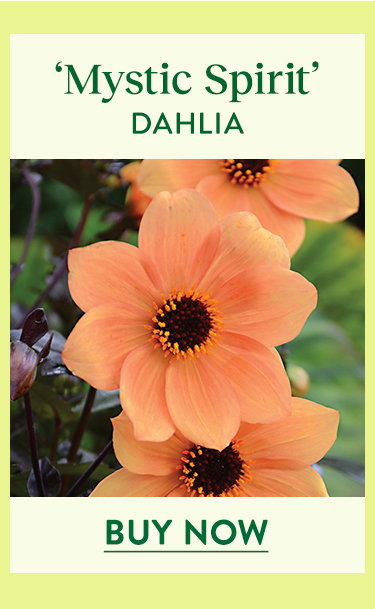 Mystic Spirit, Dahlia