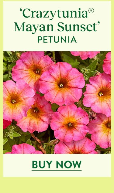 Crazytunia Mayan Sunset, Petunia