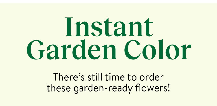 Garden Ready Flower Plants