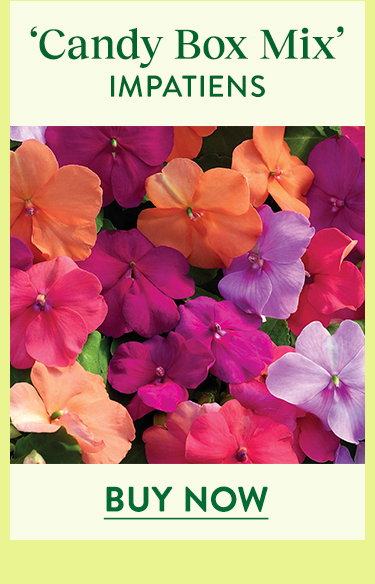 Candy Box Mix, Impatiens