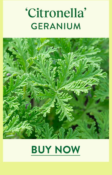 Citronella, Geranium