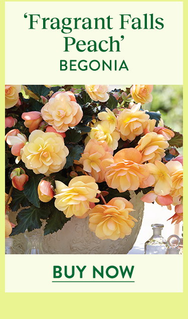 Fragrant Falls Peach, Begonia