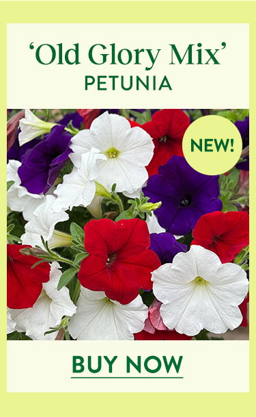 Old Glory Mix, Petunia