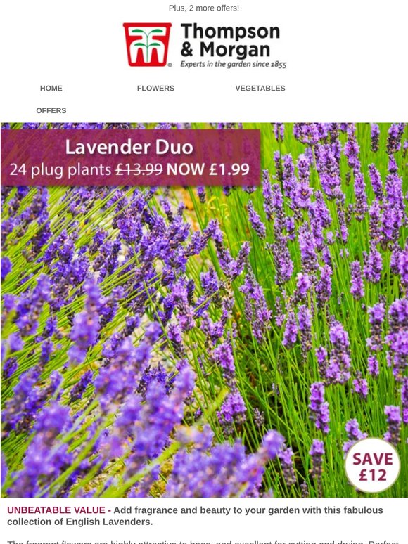 24 Scented Lavender Plants NOW £1.99! 48 HOURS ONLY!