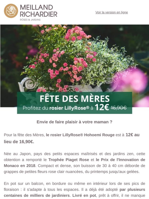 Un rosier pour maman, même sans jardin ! (-30% pour la fête des Mères)