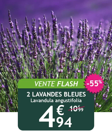2 Lavandes bleues à -55% soit 4,94€ au lieu de 10,99€