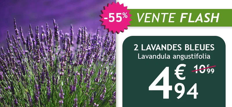 Les 2 lavandes bleues sont à -55% soit 4,94€ au lieu de 10,99€