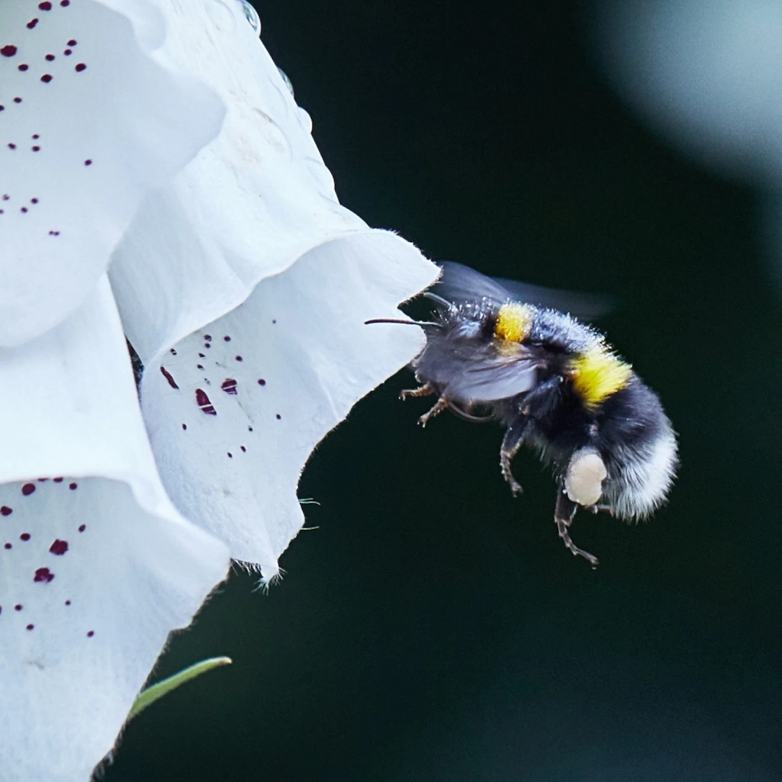WORLD BEE DAY
