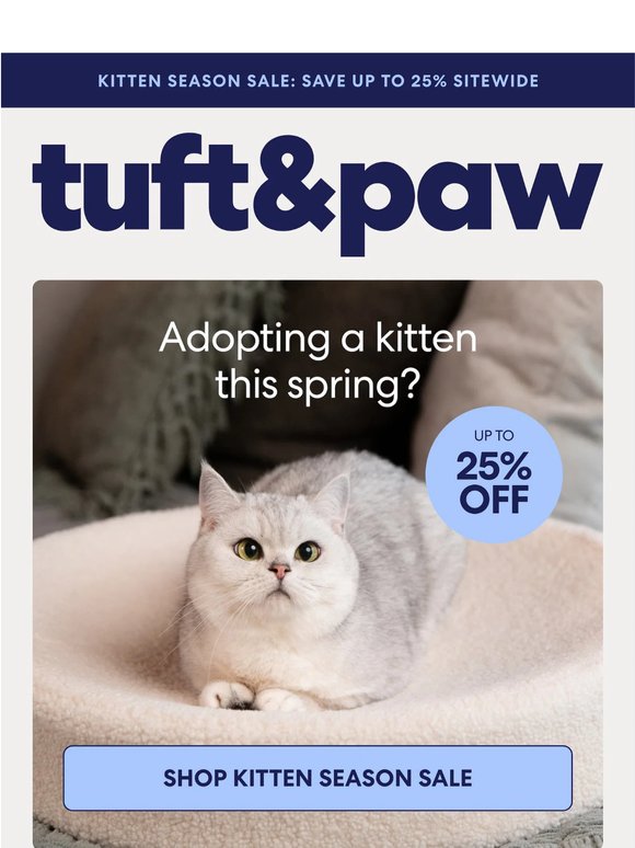 Are you kitten-ready?