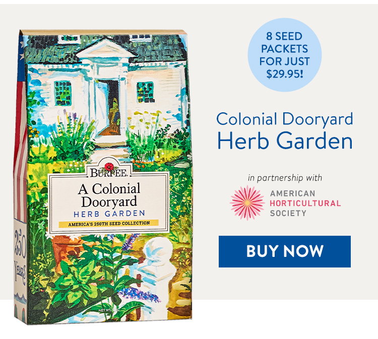 A Colonial Dooryard Herb Garden