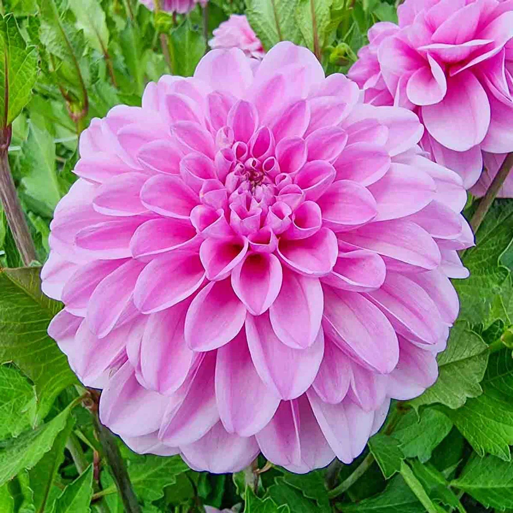 Decorative Dahlia Pink Pop