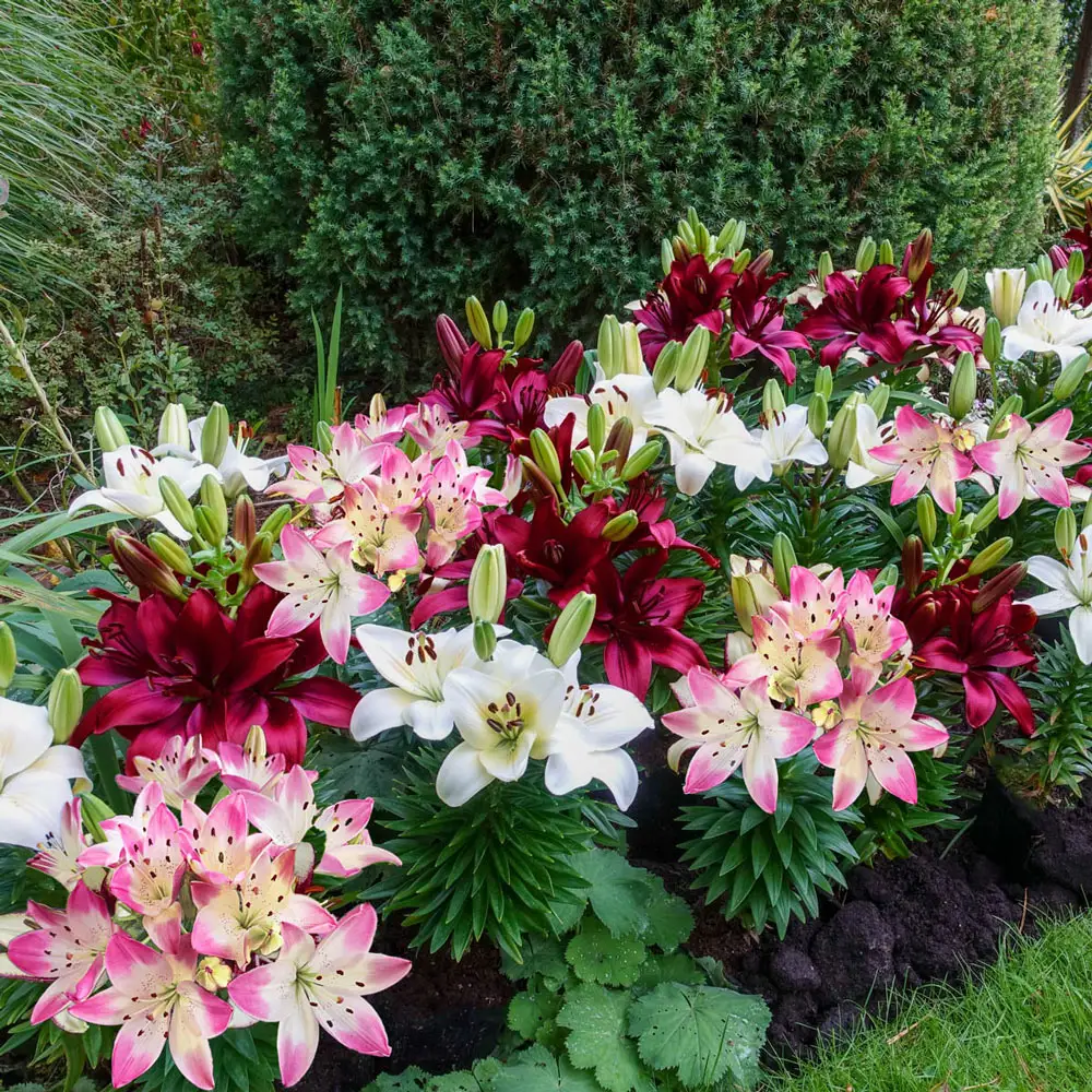 Summertime Medley Border Lily Mix