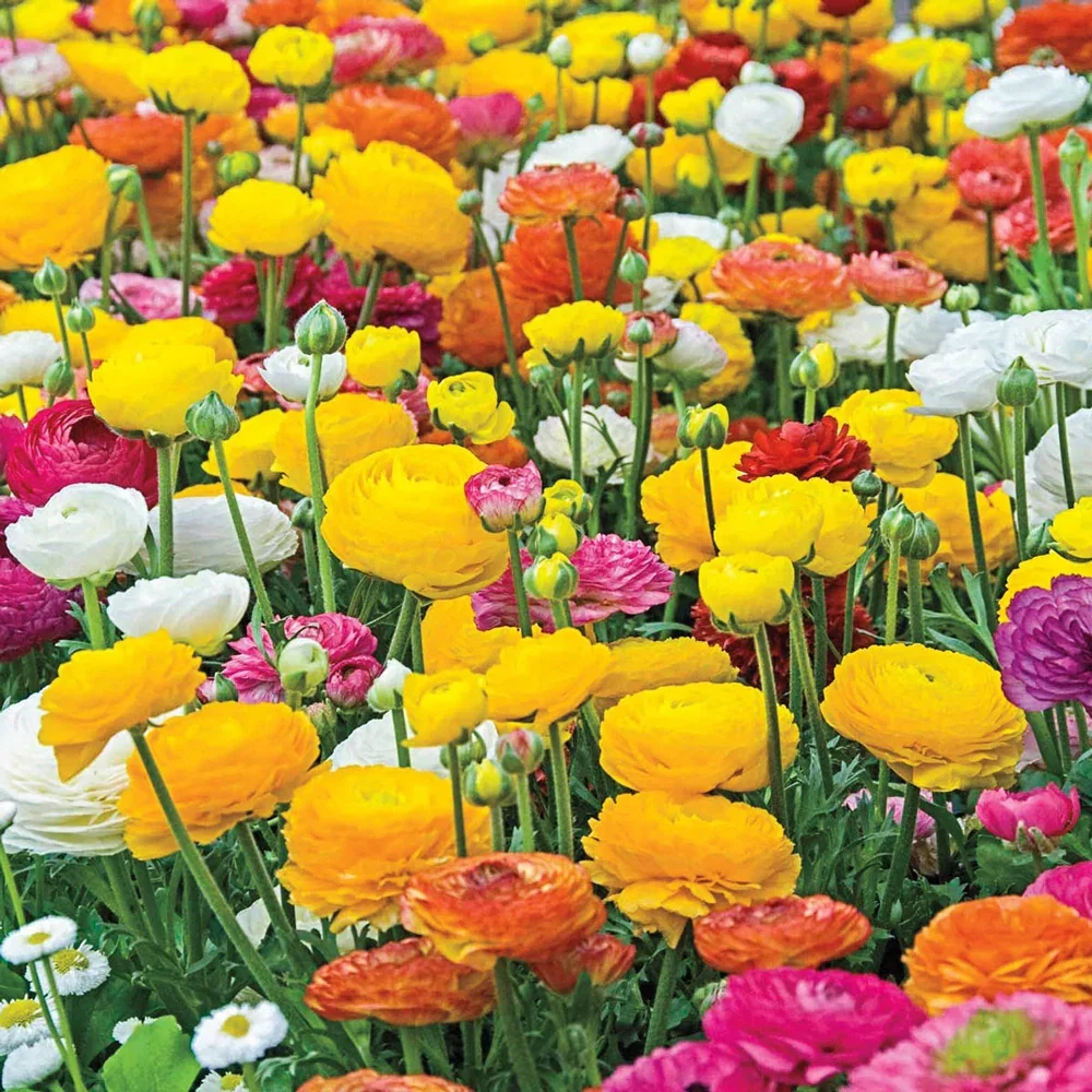 Ranunculus Mixed (Persian Buttercup)