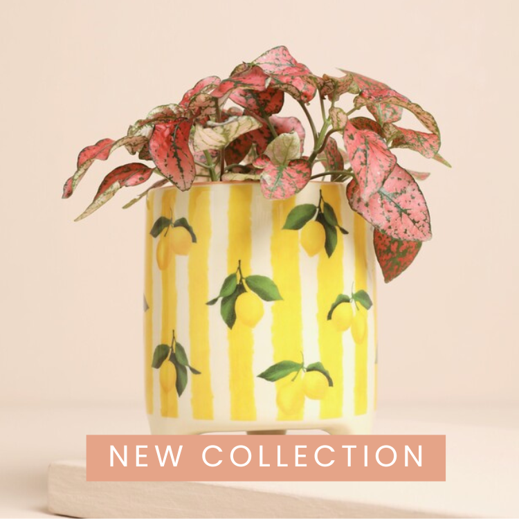 New In 