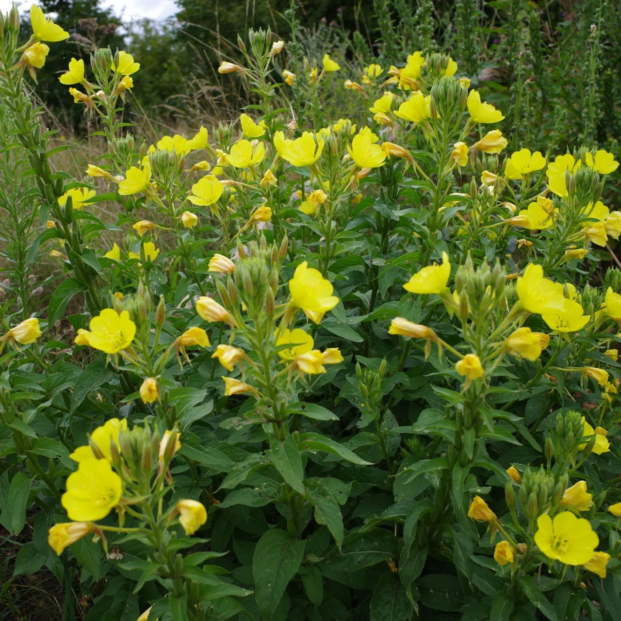 Image of Yellow Primrose Plant