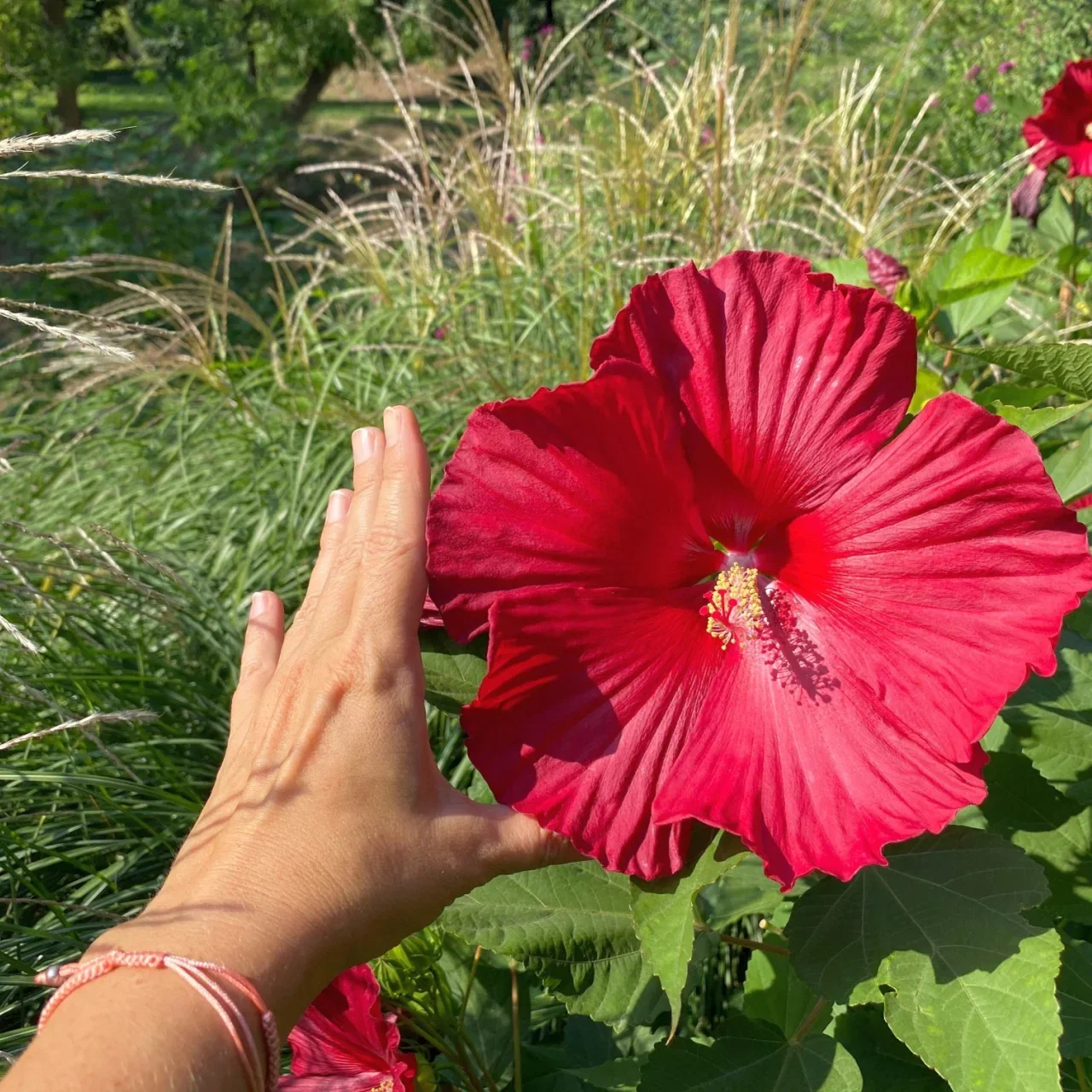 Image of Rose Mallow Plant