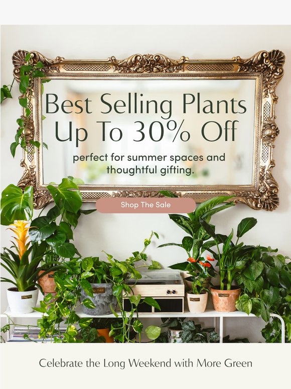 Your Favorite Plants, Now Up to 30% Off 🪴🛒
