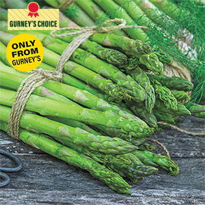 AsparaBest™ Asparagus Plant