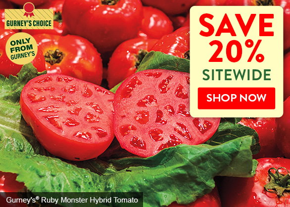 Save 20% Sitewide