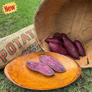 Purple Majesty Sweet Potato