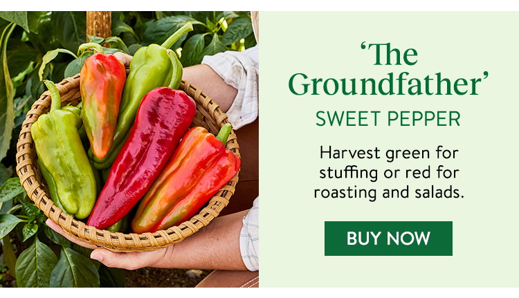 Burpee Garden Sown™ The Groundfather, Sweet Pepper