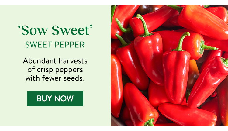 Burpee Garden Sown™ Sow Sweet, Sweet Pepper
