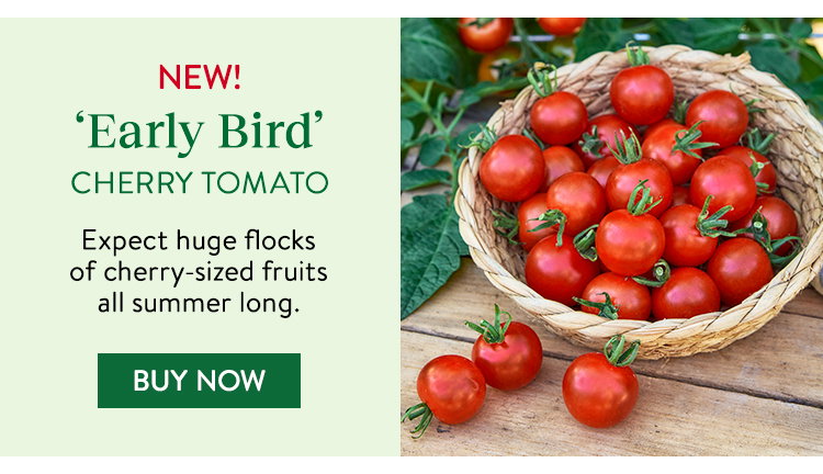 Burpee Garden Sown™ Early Bird, Tomato