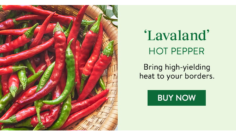 Burpee Garden Sown™ Lavaland, Hot Pepper