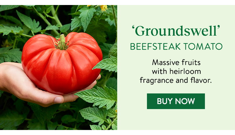 Burpee Garden Sown™ Groundswell, Tomato