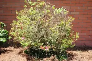 She makes the most out of her azalias with this easy and refreshing hack