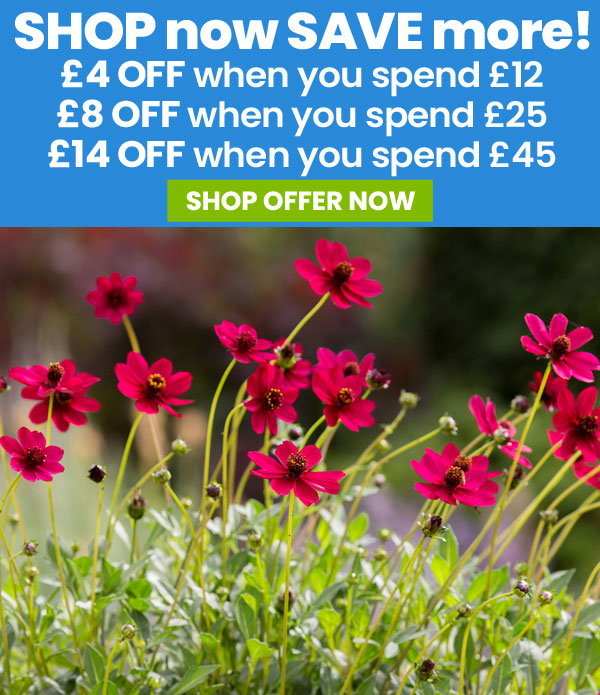 SHOP now SAVE more!