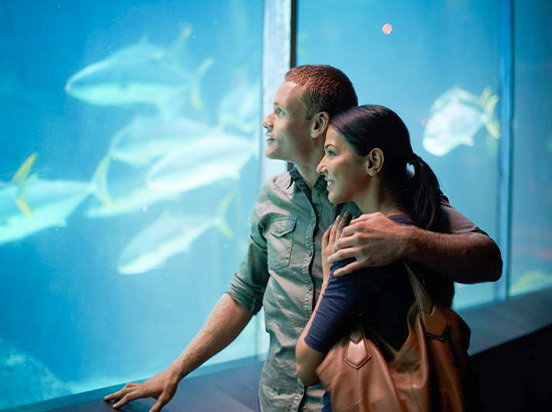Personen schauen in ein Aquarium.