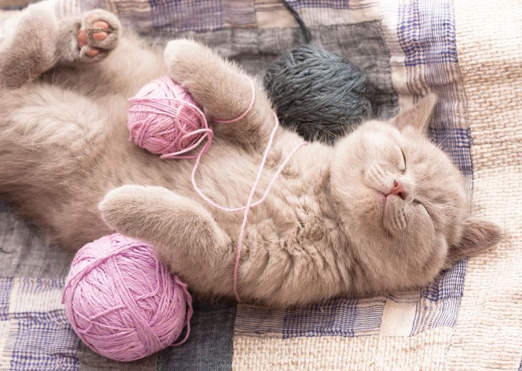 Kitten Sleeping
