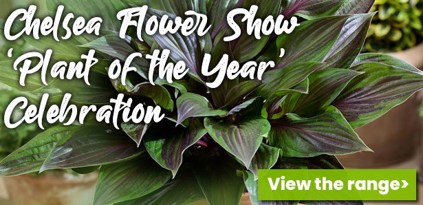 “We are delighted to have been awarded second place for our outstanding new hydrangea variety, Groundbreaker Ruby. Renowned for its exceptionally long flowering period of over 100 days, this striking hydrangea is both easy to grow and highly versatile, thriving beautifully in garden borders as well as patio containers.” Gavin Shaw, horticultural expert