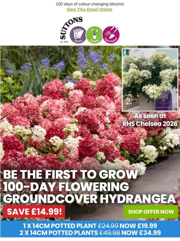 🏆RHS Chelsea 2026: Hydrangea Groundbreaker Ruby